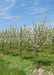 A row of Red Jewel Crabapple growing at the nursery with white flowers.