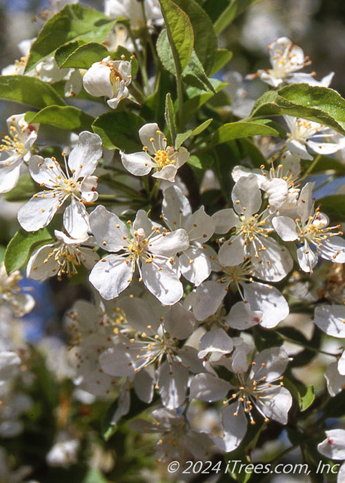 Closeup of white flowers with yellow centers and green leaves.
