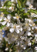 Closeup of white flowers with yellow centers and green leaves.