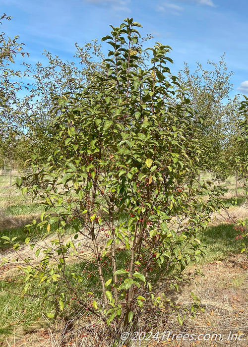 Multi-stem Clump with green leaves and red crabapple fruit growing at the nursery.