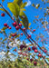 Closeup of a branch with red crabapple fruit and green leaves.