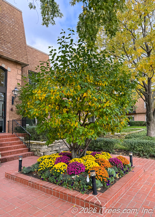 A multi-stem clump form Red Jewel Crabapple with changing leaves from green to yellow, seen growing in a courtyard surrounded by mums in autumn.