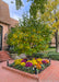 A multi-stem clump form Red Jewel Crabapple with changing leaves from green to yellow, seen growing in a courtyard surrounded by mums in autumn.