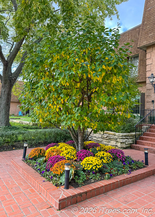 A multi-stem clump form Red Jewel Crabapple with changing leaves from green to yellow, seen growing in a courtyard surrounded by mums in autumn.