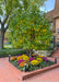 A multi-stem clump form Red Jewel Crabapple with changing leaves from green to yellow, seen growing in a courtyard surrounded by mums in autumn.