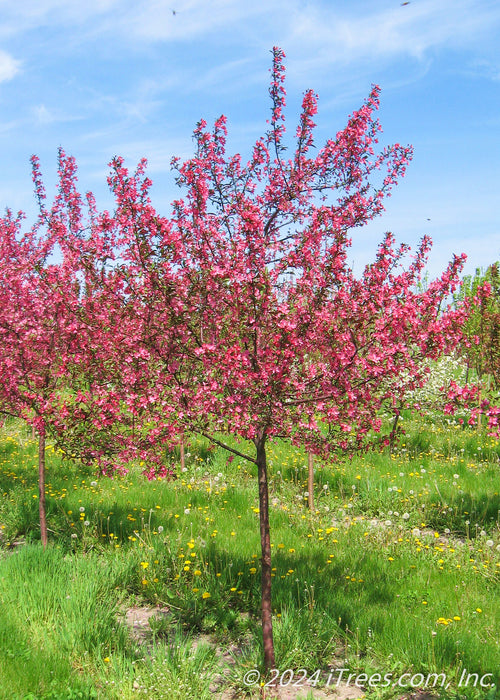 Prairifire Crabapple in bloom at the nursery.