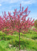 Prairifire Crabapple in bloom at the nursery.