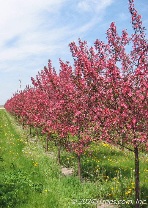 Prairifire Crabapple in bloom at the nursery.