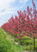 Prairifire Crabapple in bloom at the nursery.