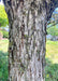 Closeup of grey trunk with shingled bark.