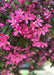 Closeup of pink flowers and greenish-purple leaves.