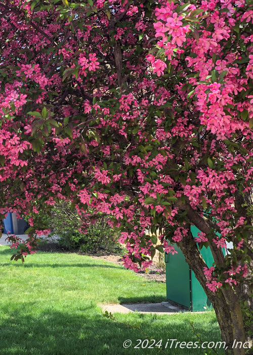 Closeup of lower branching and lower canopy of pink flowers and greenish-purple leaves.