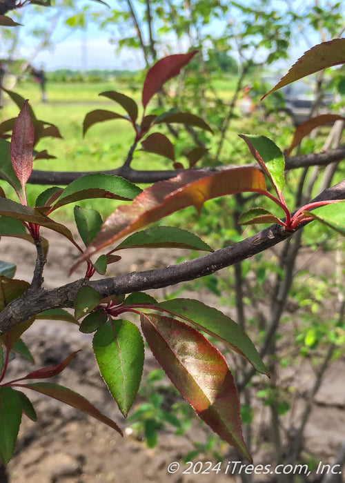 Closeup of shiny bronze-green leaves.