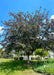 A mature Prairifire Crabapple with greenish-purple leaves planted near a white gazebo.