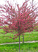 A single Profusion Crabapple in bloom at the nursery.