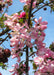 Closeup of blush pink flowers and crabapple fruit.