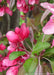 Closeup of bright pink flowers, and greenish-purple leaves.