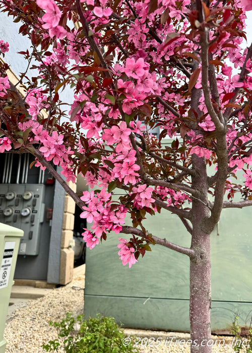 Closeup of Profusion Crabapple's dark bronze-green to purple leaves and pink flowers covering its branches, which block a utility box behind it.