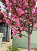 Closeup of Profusion Crabapple's dark bronze-green to purple leaves and pink flowers covering its branches, which block a utility box behind it.