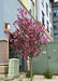 Profusion Crabapple growing near a utility box providing screening and beauty, seen in bloom with its dark bronze-green to purple leaves and pink flowers