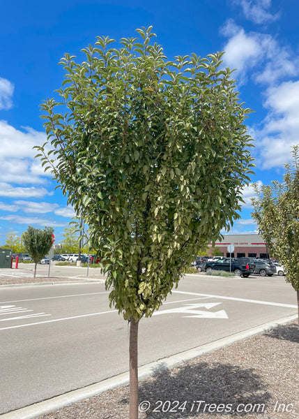 エバーフレッシュ 155cm 10号 S-shaped tree form Malus_RaspberrySpear_1_-