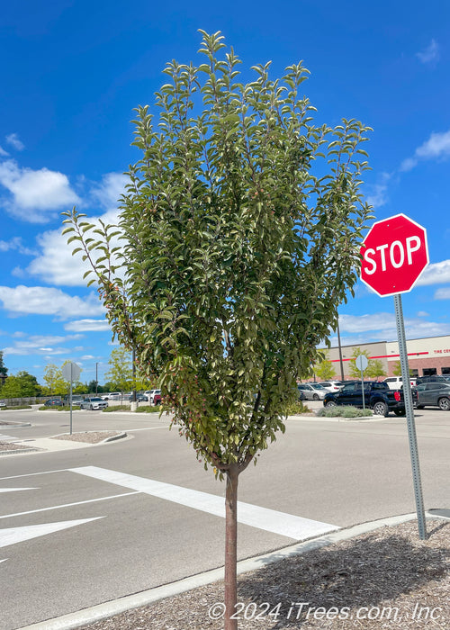 Raspberry Spear growing in a parkway near a busy intersection.