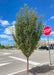 Raspberry Spear growing in a parkway near a busy intersection.