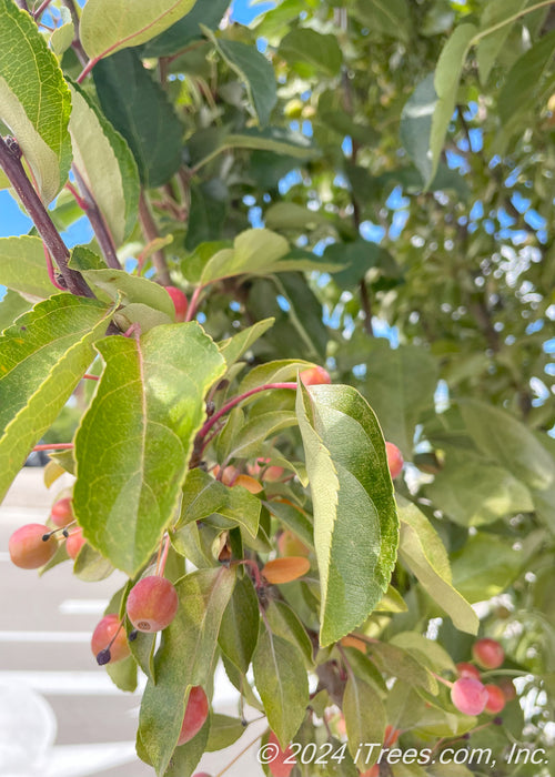 Closeup of green leaves and crabapple fruit.