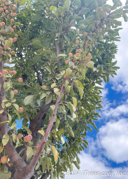 Closeup of narrow branching, green leaves and crabapple fruit.