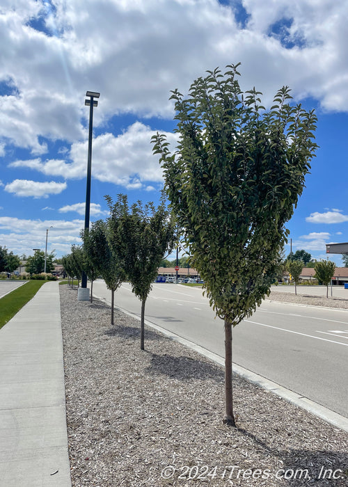 A row of Raspberry Spear Crabapple growing on a parkway along a busy road.