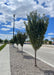 A row of Raspberry Spear Crabapple growing on a parkway along a busy road.