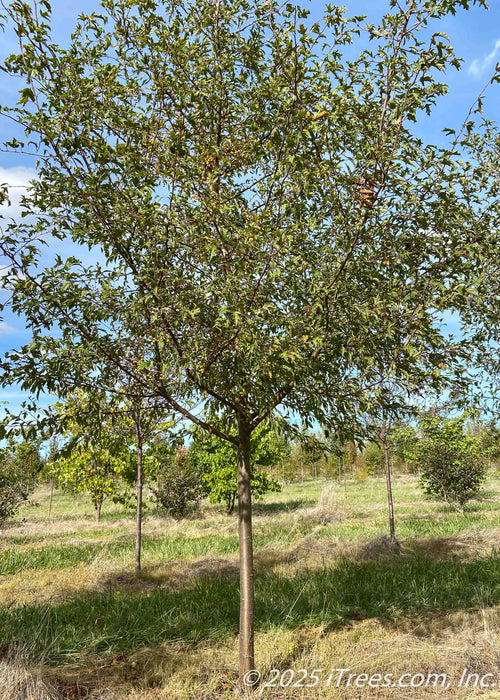 Golden Raindrops Crabapple growing in the nursery's field in early autumn with green leaves.