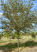 Golden Raindrops Crabapple growing in the nursery's field in early autumn with green leaves.