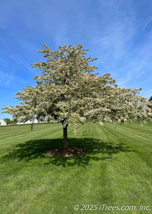 A Golden Raindrops Crabapple growing in an open area of a yard seen in full bloom with white flowers coating its branches.