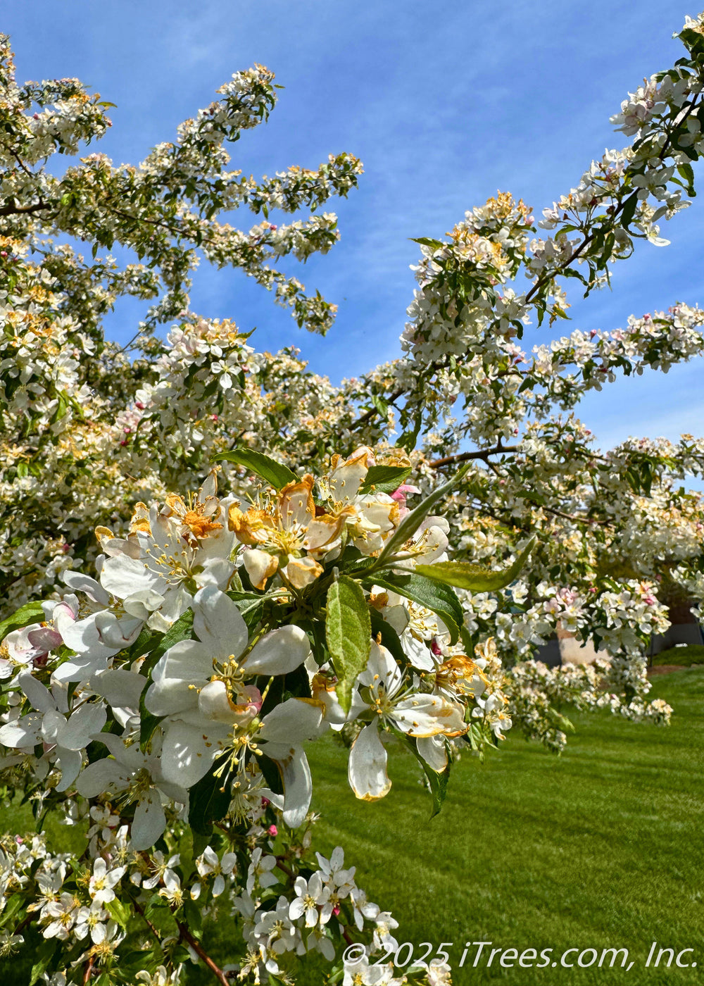 Best HD Pictures about  Crabapple Golden Raindrops  with No AI Images