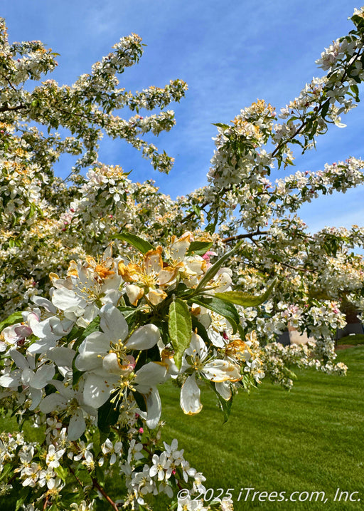 Closeup of branches coated in white flowers with green leaves.