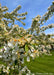 Closeup of branches coated in white flowers with green leaves.