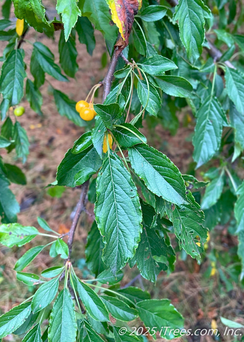 Closeup of dark green leaves and golden yellow crabapple fruit.