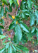 Closeup of dark green leaves and golden yellow crabapple fruit.