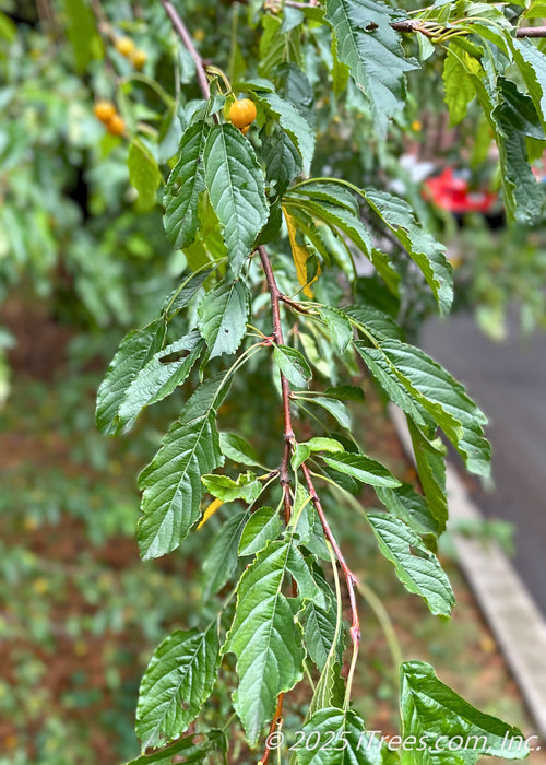 Closeup of dark green leaves and golden yellow crabapple fruit.