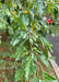 Closeup of dark green leaves and golden yellow crabapple fruit.