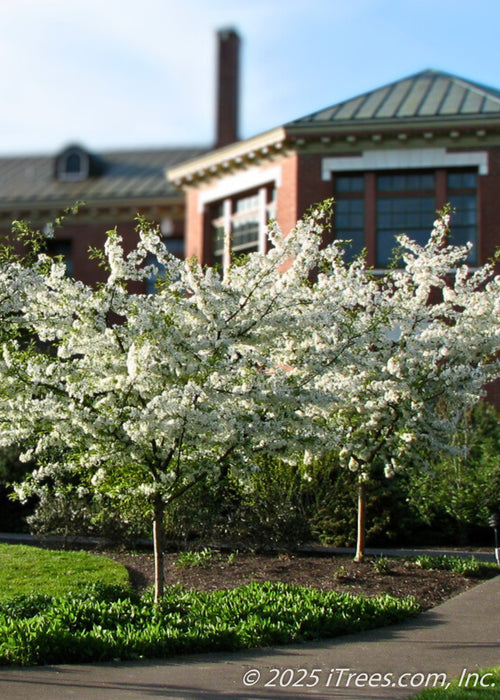 Two small, young Golden Raindrops Crabapple with upward shooting branches covered in crisp white flowers planted in the front landscape at a commercial site. 