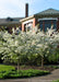 Two small, young Golden Raindrops Crabapple with upward shooting branches covered in crisp white flowers planted in the front landscape at a commercial site. 