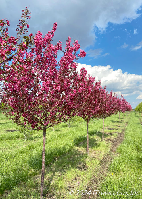 A row of Show Time Crabapple at the nursery in full bloom.