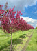 A row of Show Time Crabapple at the nursery in full bloom.