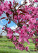 Closeup of bright pink flowers.