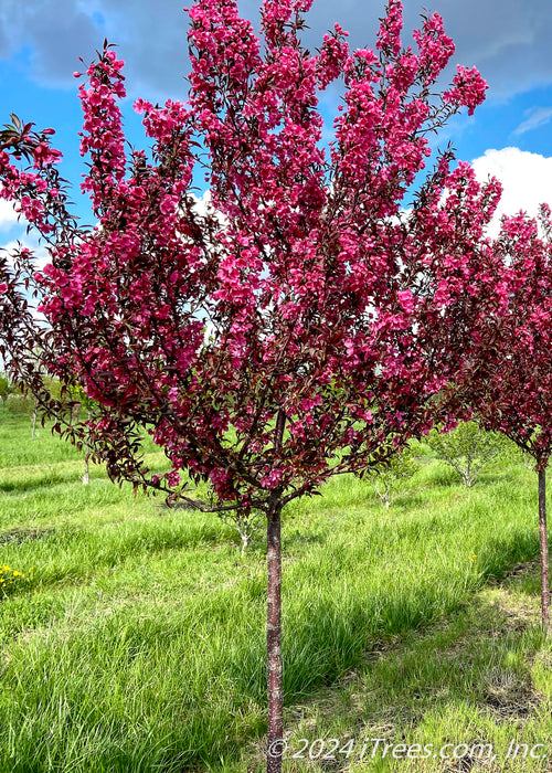 Show Time Crabapple at the nursery with bright pink flowers and purple leaves at the nursery.
