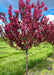 Show Time Crabapple at the nursery with bright pink flowers and purple leaves at the nursery.