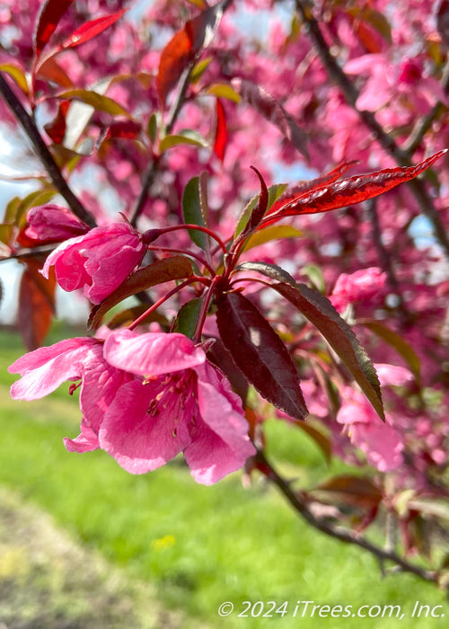 Closeup of a bright pink flower and greenish-purple leaves.