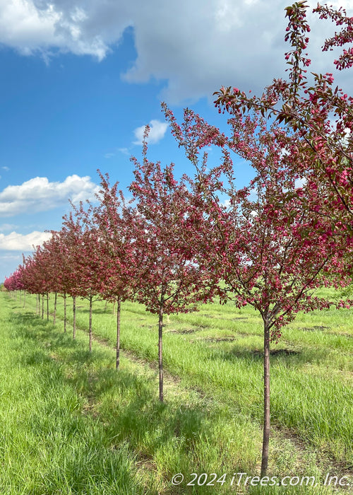 A row of Show Time Crabapple at the nursery in full bloom.